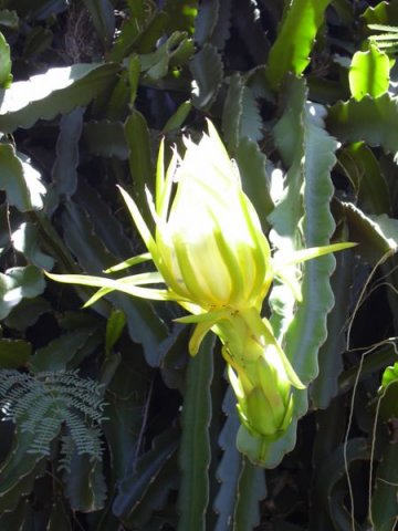 Hylocereus_undatus
